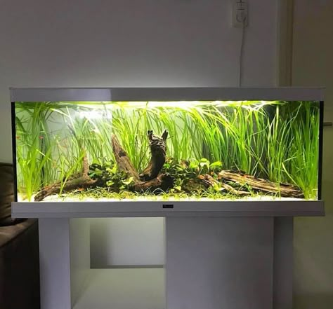 20 Gallon Long Aquarium, Aquascape Inspiration, Cool Fish Tank Decorations, Fish Habitat, Aqua Scaping, Amazing Aquariums, Fish Tank Terrarium, Cool Fish Tanks, Diy Fish Tank