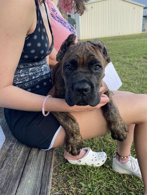 Relic Cane Corso in South Carolina | Cane Corso puppies | Good Dog Cane Corsos, Cane Corso Puppies, Newborn Puppies, Good Dog, Health Information, Getting A Puppy, Puppy Photos, Happy Puppy, Large Dog Breeds