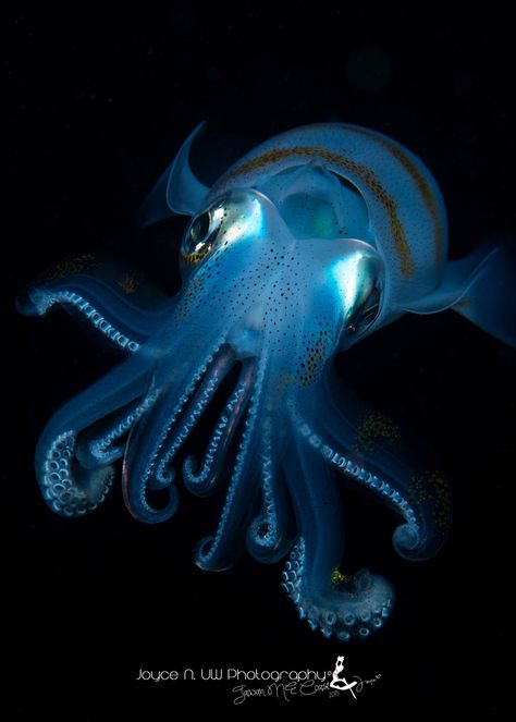 Flying in the night Octopus Squid, Deep Sea Creatures, Life Aquatic, Beautiful Sea Creatures, Underwater Creatures, Underwater Life, Water World, Water Life, Aquatic Life