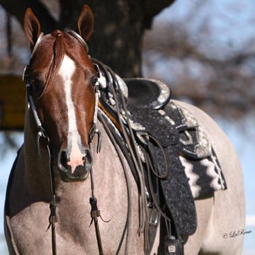 VS Code Red - yes please? Red Roan Horse Tack Colors, Horse Tack Colors, Horse Appaloosa, Roan Horse, Vs Code, Pole Bending, Saddle Bronc, Western Pleasure Horses, Horse Show Clothes