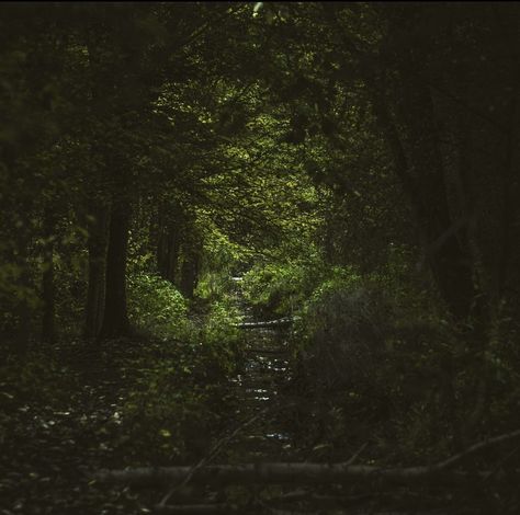 Cinematic Forest Photography, Cinematic Forest, Into The Forest Movie, Forest Dark, Kawaii Faces, Thriller Film, Movie Shots, Magic Forest, Forest Photography