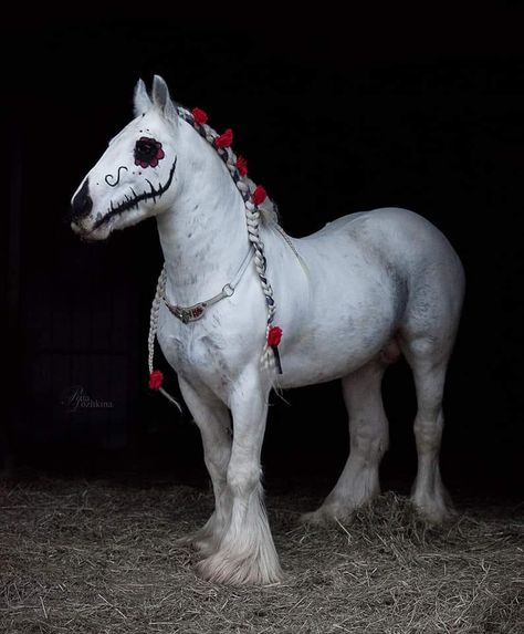 Horse Halloween Costumes Ideas, Horse Halloween Ideas, Horse Halloween Costumes, Horse Halloween, Moving Wallpaper, Horse Braiding, Mini Horses, Horse Ideas, Horse Costumes