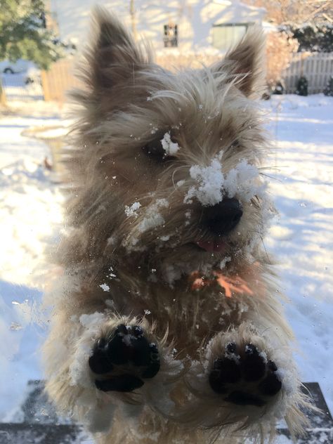 Norwich Terrier Puppy, Carin Terrier, Cairn Terrier Puppies, Nanny Dog, Norfolk Terrier, Cairn Terriers, Norwich Terrier, Terrier Puppies, Silly Dogs