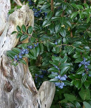 Evergreen Huckleberry Pacific Northwest, Growing Huckleberries, Filler Foliage, Vaccinium Ovatum, Evergreen Huckleberry, Huckleberry Bush, Water Foundation, Pnw Garden, Berry Patch