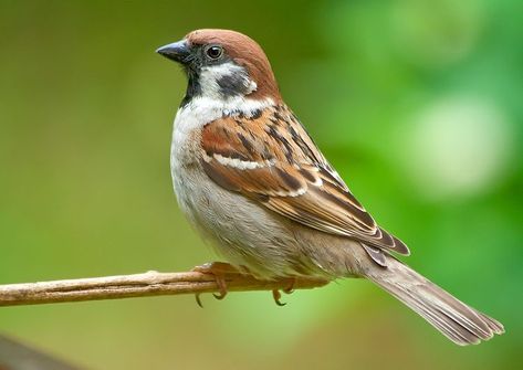 Birds Sketch, House Sparrow, Sparrow Bird, Sparrows, Nature Birds, Bird Pictures, Arte Animal, Pretty Birds, Bird Photo