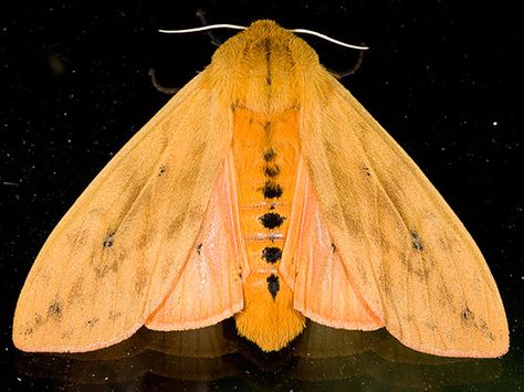 Isabella Tiger Moth - Pyrrharctia isabella Woolly Bear, Moth Species, Tiger Moth, Nature Projects, Last Knights, Moth Tattoo, Bear Tattoo, Beautiful Bugs, Butterfly Crafts