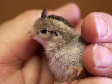 Watch out for abandoned baby quail in Arizona; Jeani Garrett of Arizona Covey Quail Rescue will take in abandoned chicks Quail Chicks, Baby Quail, Baby Animals Pictures, Unusual Animals, Little Critter, Baby Animals Funny, Baby Chicks, Animal Photo