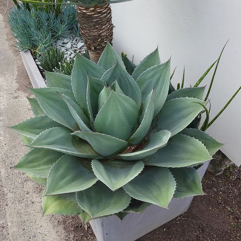 Echivera Succulents, Agave Ovatifolia, Artistic Garden, Low Water Landscaping, Agave Plant, Agaves, Cactus And Succulents, Cacti And Succulents, Plant Life