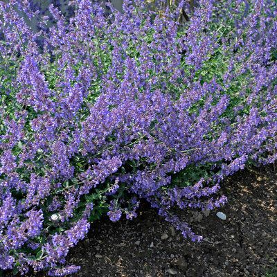 Catmint (Nepeta x faassenii)  Loose spikes of lavender-blue flowers cover the soft, silvery-green mounds in late spring and early summer. Catmint Nepeta, Garden Peonies, Flowers Daffodils, Daffodils Flowers, Flowering Perennials, Best Perennials, Sunset Magazine, Flowers Gardening, Flower Shops