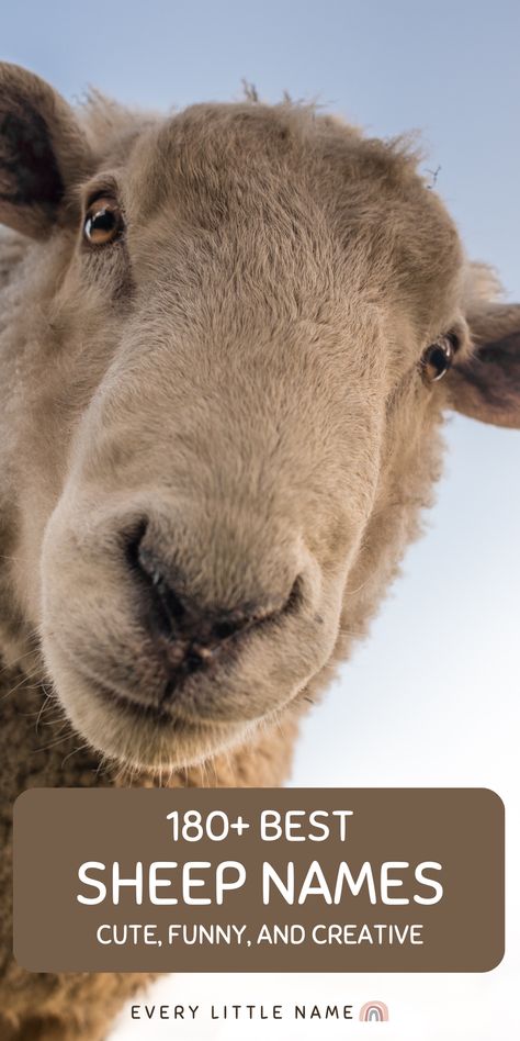 Closeup of sheep's face. Livestock Names, Livestock Animals, Sheep Names, Western Names, Names Cute, Funny Sheep, Name Suggestions, Sheep And Lamb, Cute Sheep