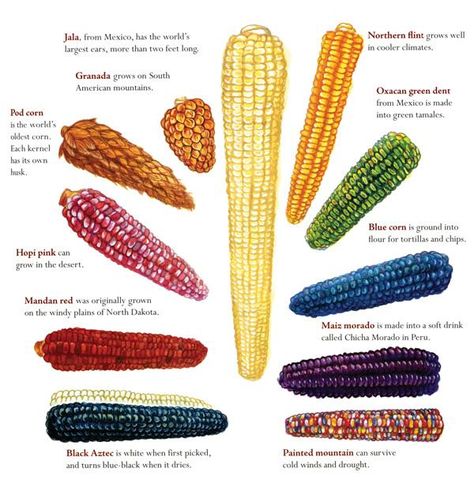 Corn Garden Layout, Corn Varieties, Corn Garden, Colorful Corn, Flint Corn, Fruits And Vegetables List, Glass Gem Corn, Indian Corn, Food Infographic