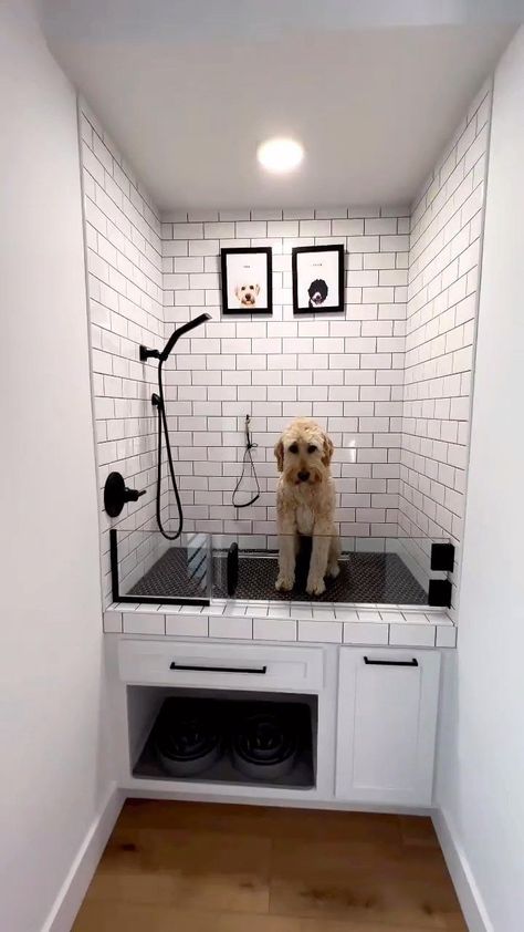 Dog Friendly Apartment, Dog Bathing Tips, Baby Doodles, Lakehouse Design, Bathing Tips, Dog Room Design, Dog Station, Dog Room Decor, Dog Bathing