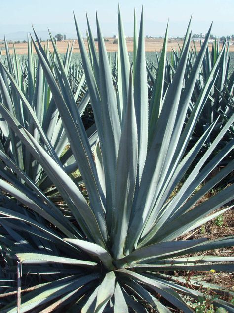 Agave tequilana - Blue Agave, Tequila Agave Blue Weber Agave, Tequila Plant, Blue Tequila, Tequila Agave, Agave Cactus, Low Water Gardening, Blue Agave, Agave Plant, Growing Succulents