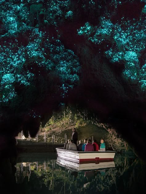 Best Time to See Waitomo Glowworm Caves in New Zealand 2021 - Rove.me Glowworm Caves New Zealand, Waitomo Glowworm Caves, Glowworm Caves, Waitomo Caves, Glow Worm Cave, Glow Worm, Dream Travel Destinations, New Zealand Travel, Beautiful Places To Visit