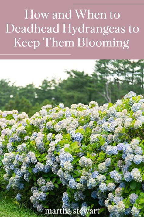 How To Get Hydrangeas To Bloom, Bonding Questions, Winterizing Hydrangeas, When Do Hydrangeas Bloom, When Is The Best Time To Transplant Hydrangeas, How To Preserve Hydrangea Blooms, Hydrangea Hedge, Hydrangea Plant Care, Pruning Hydrangeas