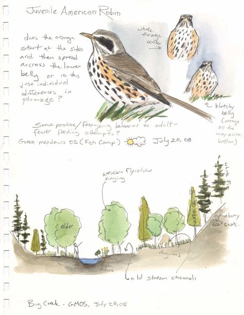 A cross-section view can be created along with a map or independently. Note how I have indicated my discoveries such as a bird in the tree o... House Bar Decor, John Muir Laws, Birding Journal, Field Journal, Nature Sketch, House Bar, Paper Home, Card Poster, Mythical Creature