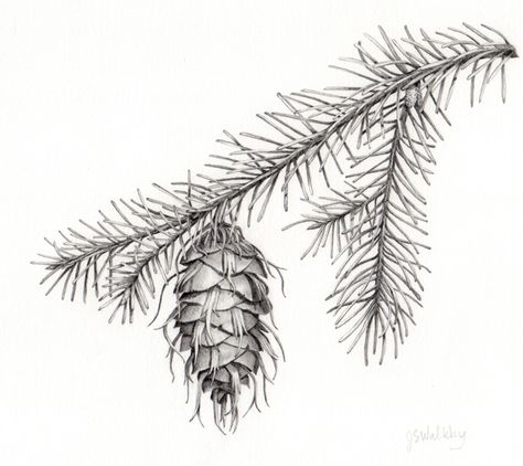 Douglas fir cone Pinecone Tattoo, Pine Cone Drawing, Seed Tattoo, Tree Branch Tattoo, Douglas Fir Tree, Branch Drawing, White Pine Tree, Branch Tattoo, Tree Sketches