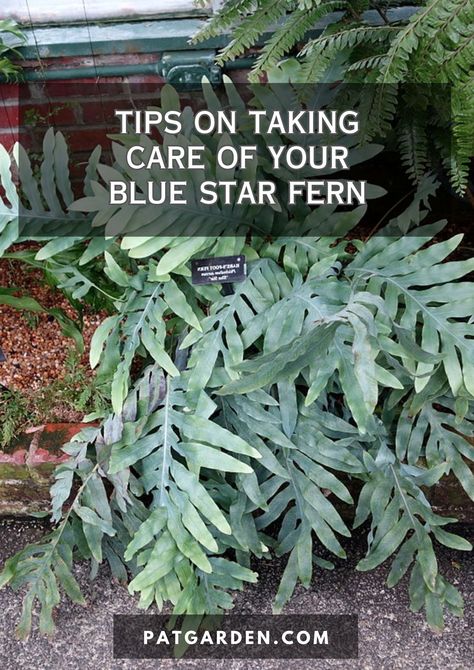 With our expert tips and tricks, you'll be able to give your Blue Star Fern the care it needs to thrive. Phlebodium Aureum, Blue Star Fern, Fern Care, Ferns Care, Blue Spray Paint, Ferns Garden, Fairy Homes, Plant Care Houseplant, Blue Fern