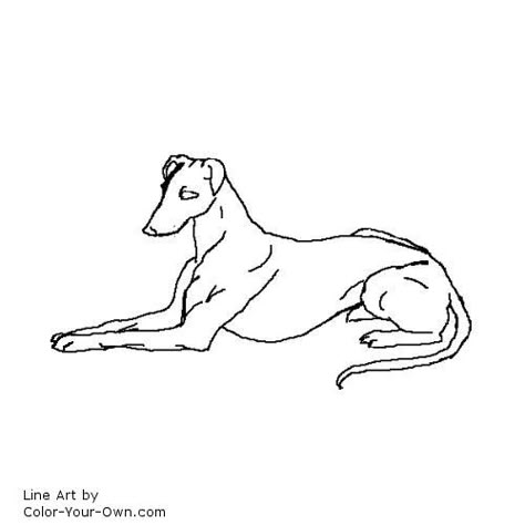 Greyhound dog line art Greyhound Line Drawing, Whippet Tattoo, Black And White Line Drawings, Greyhound Tattoo, Draw Dogs, Sight Hounds, Dog Line Art, Greyhound Art, Draw Animals