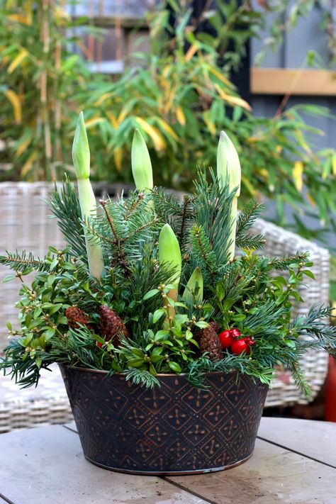 Amaryllis Display, Amaryllis Arrangement Christmas, Christmas Flower Arrangements Ideas, Flower Garden Aesthetic, Flower Arrangements Ideas, Amaryllis Arrangement, Small Garden Inspiration, Amaryllis Christmas, Winter Flower Arrangements