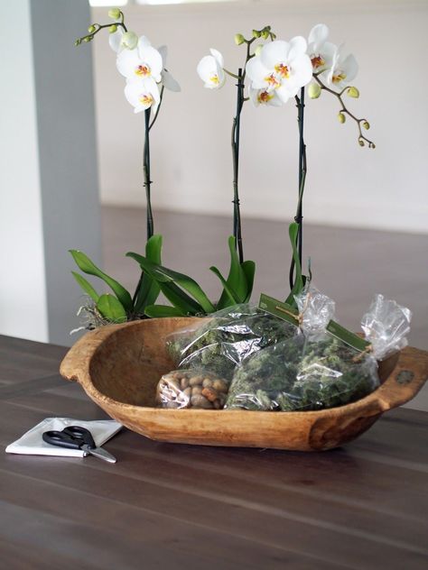 Potted Orchid In A Wooden Dough Bowl Kokedama Display, Orchid Bowl, Orchid Ideas, Indoor Orchids, Orchid Flower Arrangements, Expensive Flowers, Growing Sunflowers, Orchid Centerpieces, Growing Orchids