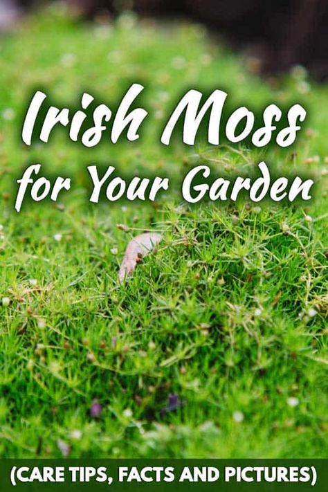 Irish Garden Ideas, Planting Moss, Moss Yard, Moss Ground Cover, Irish Moss Ground Cover, Natural Yard, Garden Care Tips, Moss Gardens, Moss Lawn