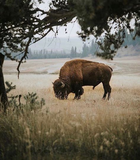 Bison Aesthetic, Bison Ranching, Montana Wildlife Photography, Plains Bison, Wild Buffalo, Baby Bison, Bison Photography, Buffalo Animal, Elk Photography