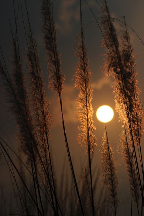 Listen to nature tells her tale ... [ Explored ] | Farhana Islam | Flickr Soo Hyun, Atticus, Beautiful Moon, Fantasy Aesthetic, It's Fall, Amazing Nature, Aspen, Sunrise Sunset, Moon