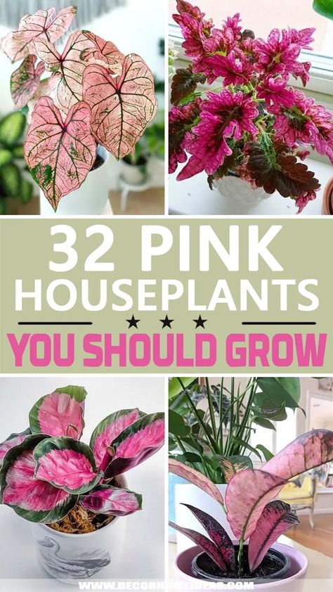 Pink Plants Indoor Houseplant, Spotted Plants Houseplant, Pink Foliage Plants, Flamingo Lily Plant, Pink Indoor House Plant, Colourful Indoor Plants, Pink Plant Room Aesthetic, Pink Monstera Plant, Pink And Green Bathroom Aesthetic