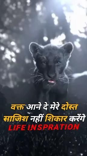 Motivational Photos Life, Tiger Illustration Art, Attitude Status Shayari, Lion Attitude, Tiger Drawings, Tiger Black And White, Tattoos Tiger, Motivational Status In Hindi, Tiger Quotes