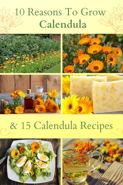 Calendula In Garden, Calendula Recipes Food, Calendula Recipes, Calendula Tea, Herb Growing, Herbal Tea Garden, Medicinal Herbs Garden, Medicinal Garden, Calendula Flower