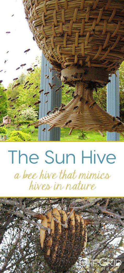 The sun hive: a majestically beautiful bee hive that could help save the bees Bee Hive Plans, Backyard Bee, Backyard Beekeeping, Bee Boxes, Bee Keeper, Bee Garden, Bee Friendly, Bee Kind, Hobby Farms