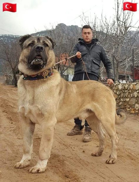 Japanese Mastiff, Alabai Dog, Cute Husky Puppies, Kangal Dog, Smartest Dog Breeds, Big Dog Breeds, Scary Dogs, Huge Dogs, Mastiff Dogs