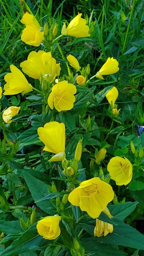 Beautiful Yellow Flowers, Evening Primrose, Yellow Flowers, Flour, Yellow, Plants, Flowers