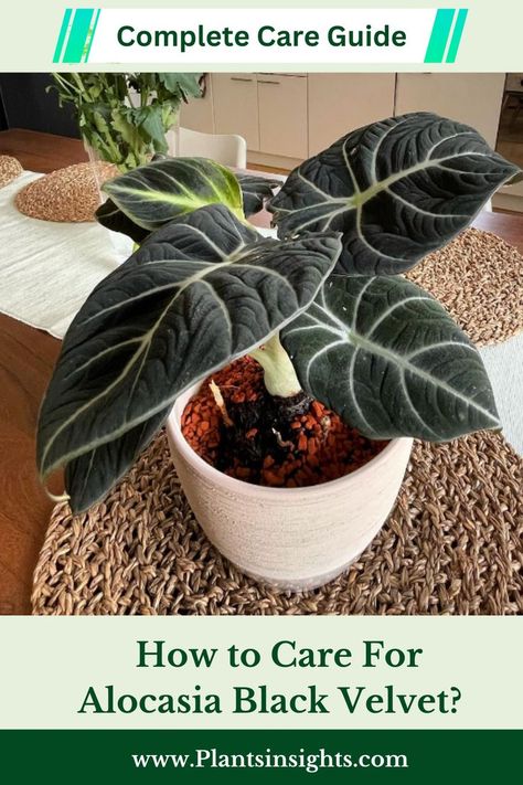 How to Care for Alocasia Black Velvet? Velvet Alocasia, Exotic House Plants, Alocasia Black Velvet, Alocasia Plant, Growing Greens, Tropical Beauty, Indoor Plant Care, Plant Health, Plant Supports