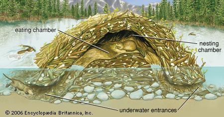 "Beavers live in dome-shaped lodges. They build the lodges out of branches plastered with mud. Tunnel entrances open into a room above water level." From kids.britannica.com/elementary/art-87135/Beavers-live-in-dome-shaped-lodges Beaver Activities For Kids, Beaver Lodge Craft, Beaver Dam Project For Kids, Sign Of The Beaver Projects, Beaver Dam Illustration, Beaver Lodge, North American Beaver, Beaver Dam, Nature Camping