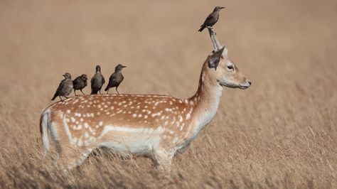 Deer Wallpaper, Relationship Meaning, People Working Together, Good Morning Gorgeous, Symbiotic Relationships, Funny Birds, Peaceful Life, My Buddy, Animal Wallpaper