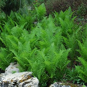 Ostrich Ferns, Yard Remodel, Hosta Gardens, Native Plant Gardening, Garden Shrubs, Plant Information, Raised Planter, Fence Landscaping, Patio Plants