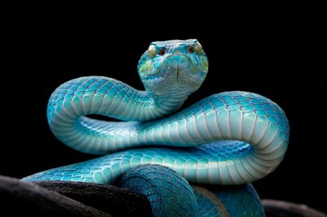 Snake Head Front View, Snake Front View, Blue Viper Snake, Blue Viper, Gaboon Viper, Viper Snake, Pretty Snakes, Long Snake, Pit Viper