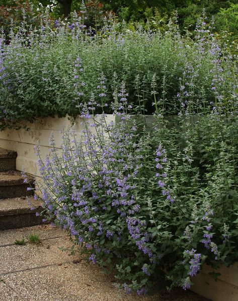 Nepeta Six Hills Giant, Drip Irrigation Diy, Hillside Garden, Waterwise Garden, Chicago Botanic Garden, Short Plants, About Plants, Corner Garden, Lavender Garden