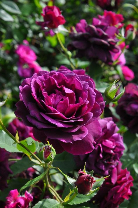 Magenta Roses, Rose Garden Landscape, Japanese Rose, Heirloom Roses, Types Of Roses, Nothing But Flowers, David Austin Roses, Dahlia Flower, Beautiful Rose Flowers