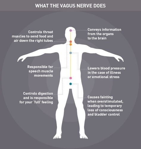 Nervus Vagus, The Vagus Nerve, Craniosacral Therapy, Nerve Health, European Commission, Parasympathetic Nervous System, Autonomic Nervous System, Vagus Nerve, Medical Knowledge