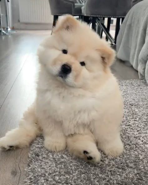 Chow Chow Puppy, Chow Chow Dogs, Cute Animals Puppies, Very Cute Dogs, Cute Little Puppies, Fluffy Dogs, Cute Dogs And Puppies, Fluffy Animals, Chow Chow