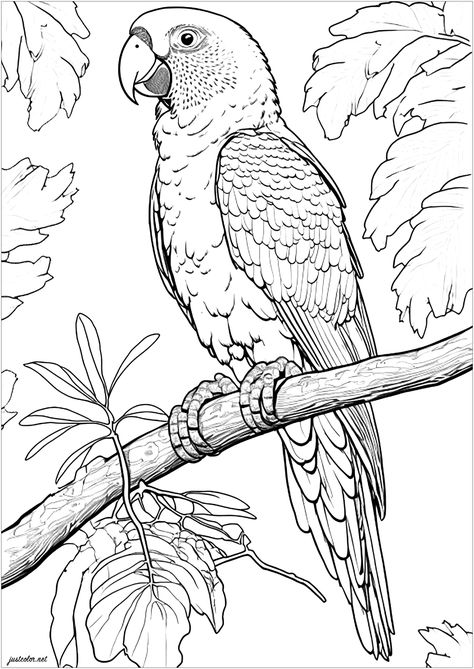 Coloring of an Amazon parrot very realistic - JustColor.net : Free adult printable coloring pages Super Coloring Pages, Parrot Drawing, Parrots Art, Bird Coloring Pages, Face Chart, Page Ideas, Printable Crafts, Bird Drawings, Animal Coloring Pages