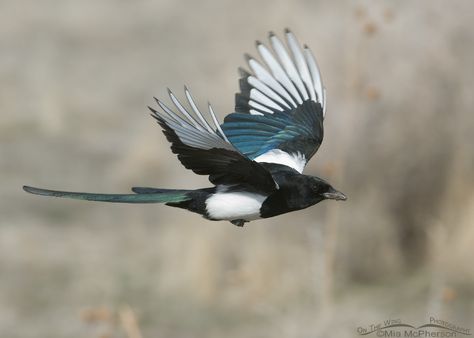 Wing Photography, Magpie Tattoo, Eurasian Magpie, Bird Flying, Paper Collage Art, The Wing, Bee Art, Birds Flying, Bird Photography