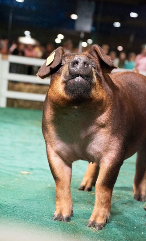 Duroc Pig Breed, Show Pigs, Livestock Photography, Pig Photo, Livestock Judging, Show Animals, Pig Showing, Pig Breeds, Livestock Show