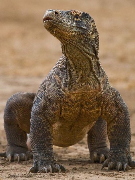 Komodo Dragon Dragon Facts, Lizard Types, Komodo Dragons, Lizard Species, Large Lizards, Fauna Marina, Monitor Lizard, Komodo Dragon, Animal Study