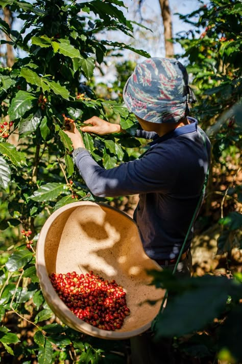 Da Lat, the Unlikely Home of El Salvador's Rare Pacamara Coffee Beans - Saigoneer El Salvador Coffee, Thai Coffee, Coffee Plants, Coffee Process, Mural Cafe, Kalaw, Cuban Coffee, Brazilian Coffee, Coffee History