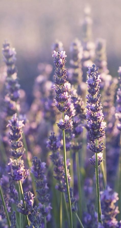 Lavender Aesthetic, Flowers Photography Wallpaper, Flowery Wallpaper, Nothing But Flowers, Pretty Landscapes, Spring Wallpaper, Flower Phone Wallpaper, Photography Wallpaper, Pretty Wallpapers Backgrounds