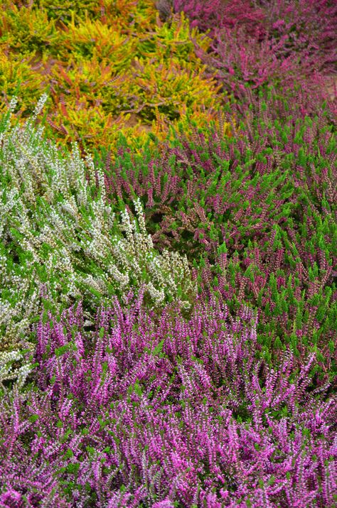 Heather plant of the month February Garden Shrubs Evergreen, Heather Gardens, Small Evergreen Shrubs, Heather Flower, Heather Plant, Evergreen Garden, Garden Shrubs, Evergreen Shrubs, Landscaping Plants